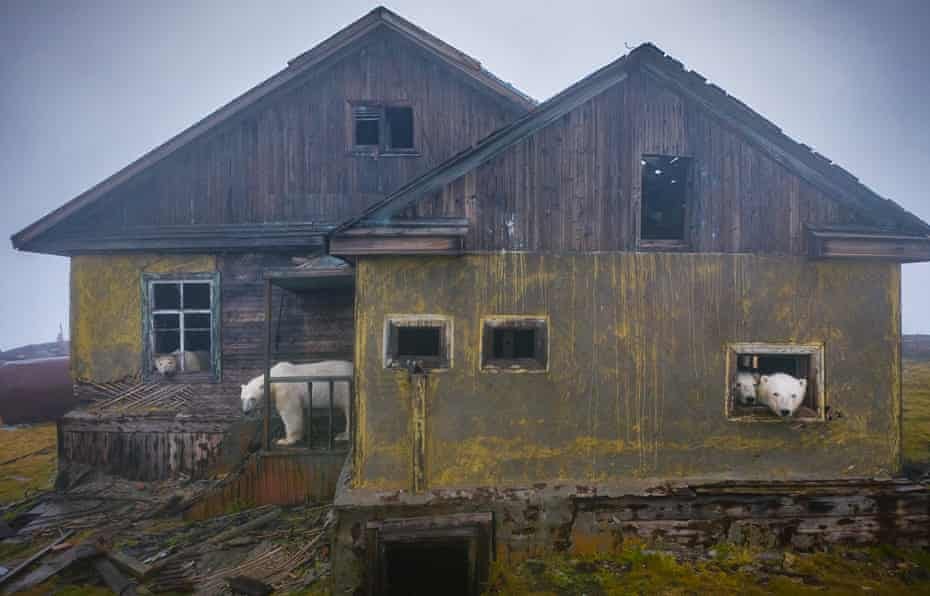 Polar bears living in an abandoned weather station in Kolyuchin