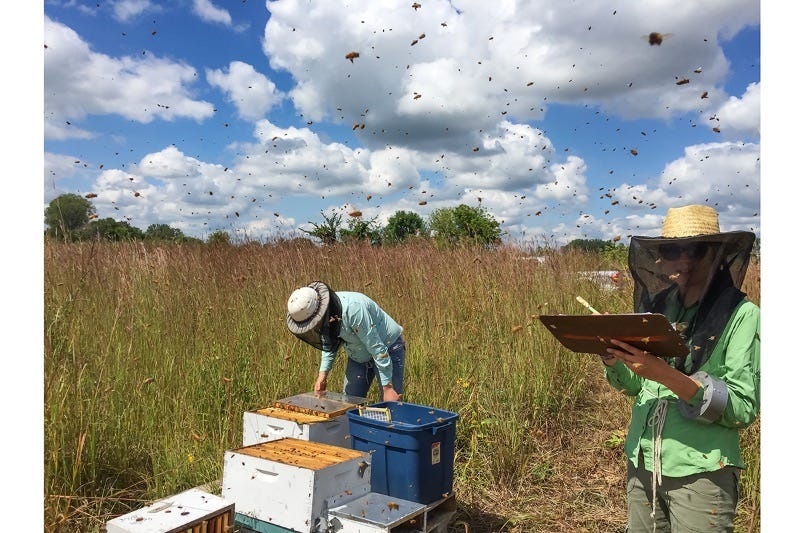 Image of beekeepers surrounded by bees on prairie.