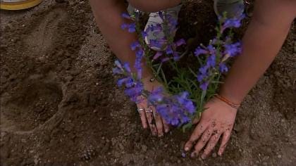 Image of hands planting flower.