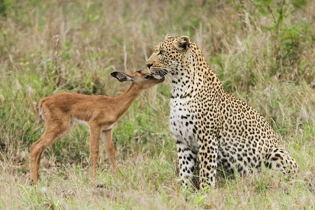 Baby impala tries to make friends with a leopard - what happens next might  surprise you - World News - Mirror Online