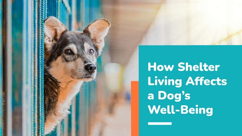 shelter dogs cortisol levels