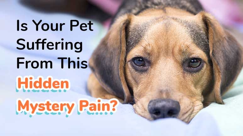 pet chronic pain