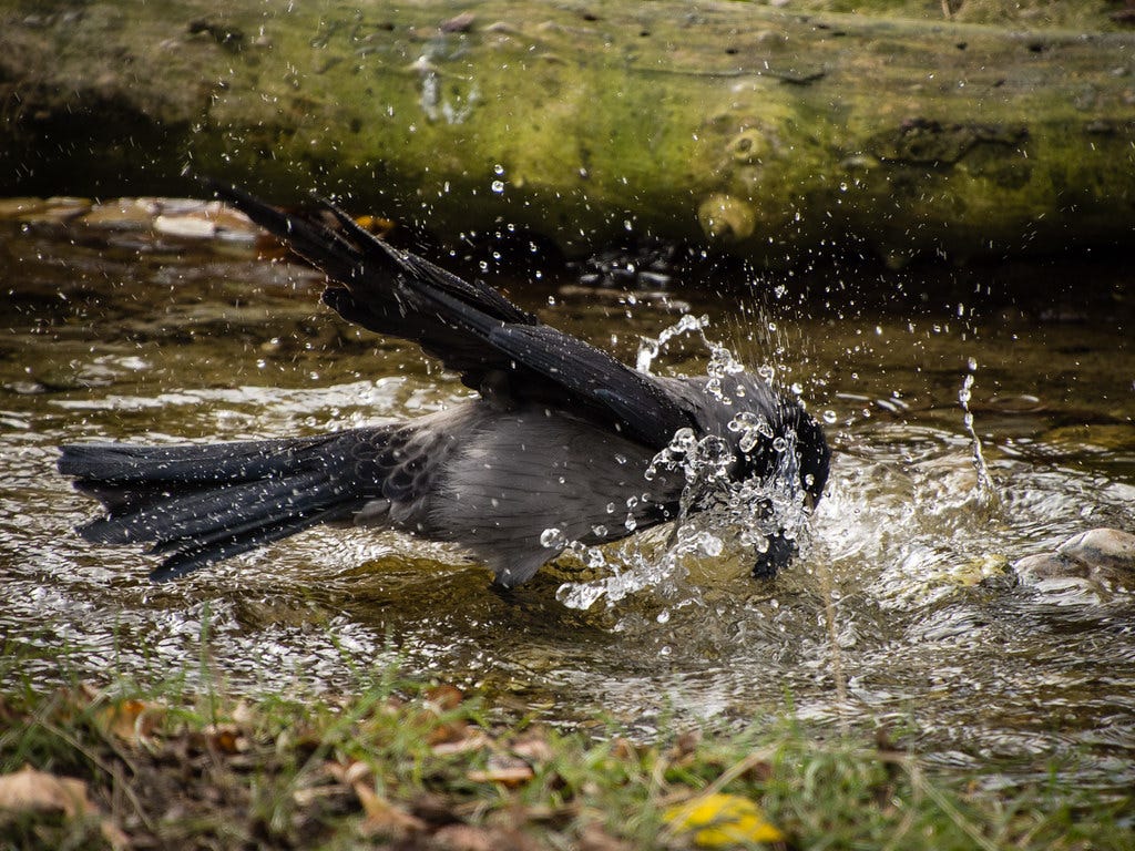Hooded crow bathing