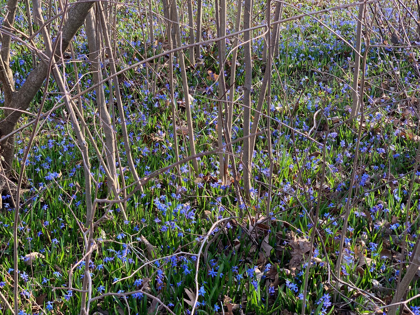Small trees and branches grow upwards through a carpet of small blue flowers and green leaves