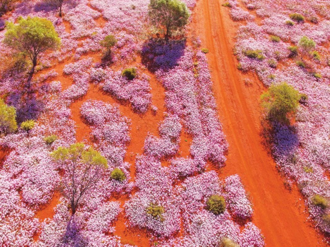 Outback radiant with wildflowers | The West Australian