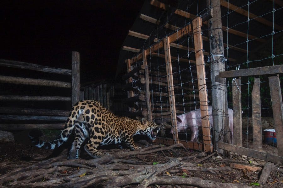 A jaguar crouches low and bares its teeth in front of a fenced animal pen, facing a pig on the other side of the fence.