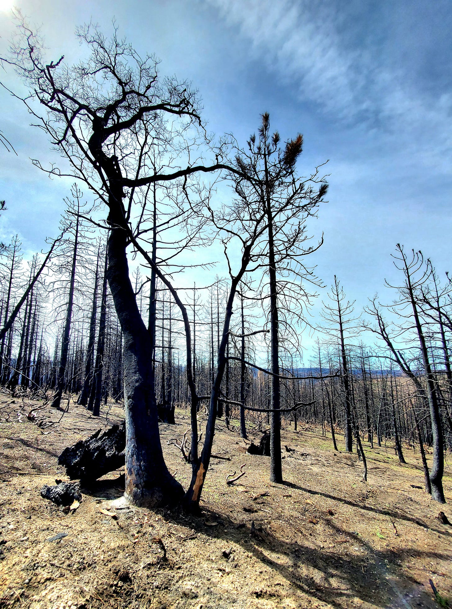 A burned forest