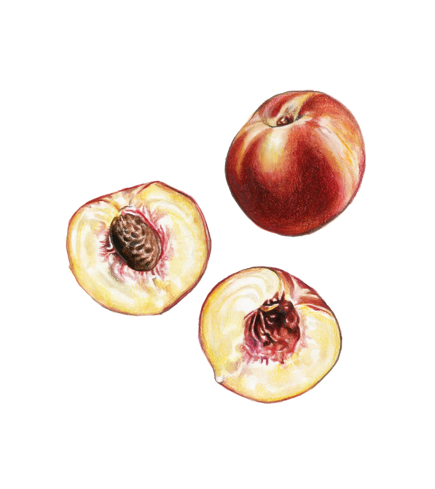 a painting of an open peach and a whole peach, against a blank background