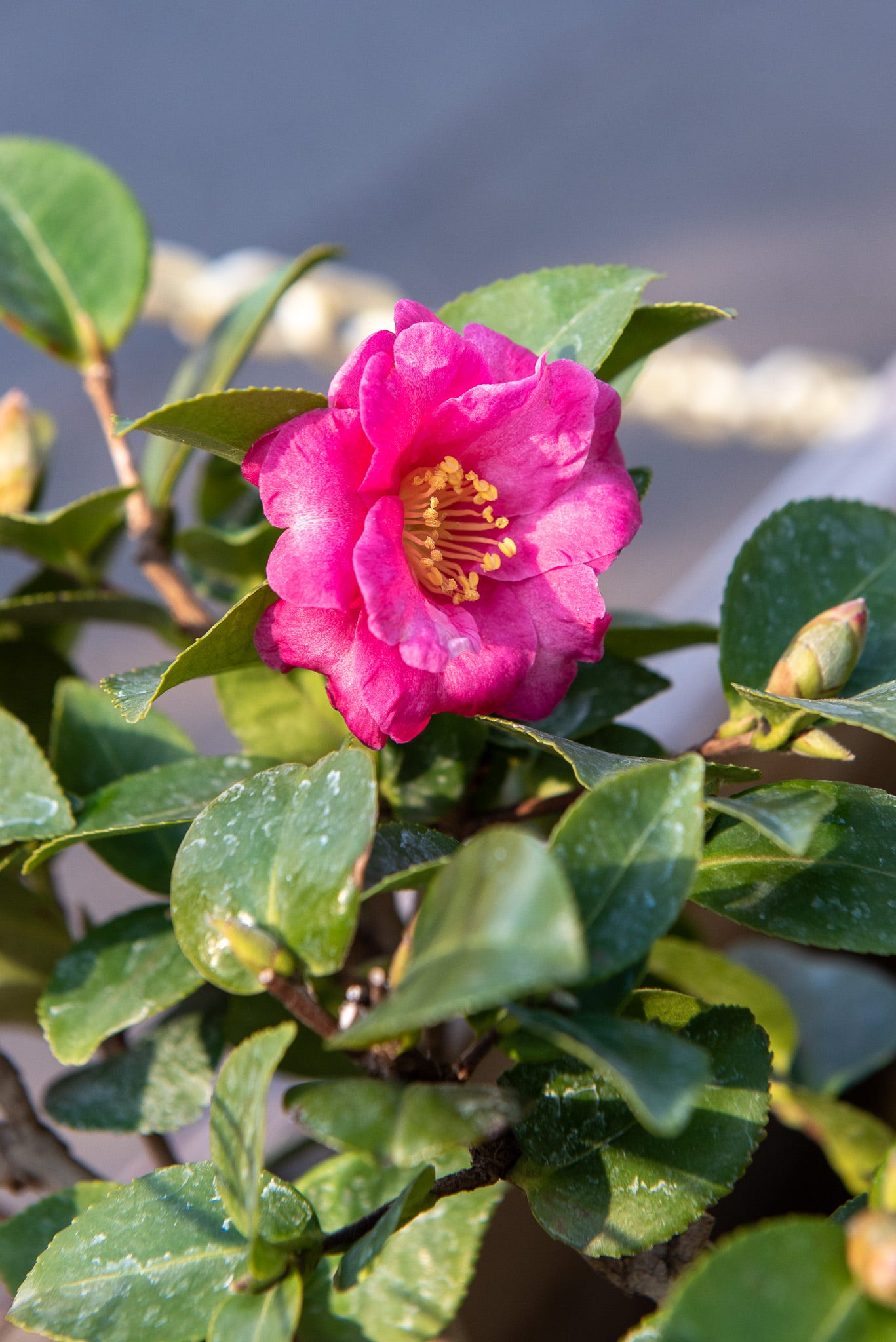 Photo of pink camellia flower against deep green foliage