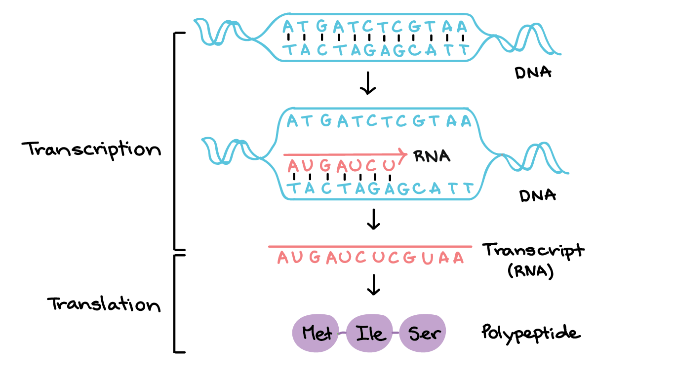 Transcription: an overview of DNA transcription (article) | Khan Academy