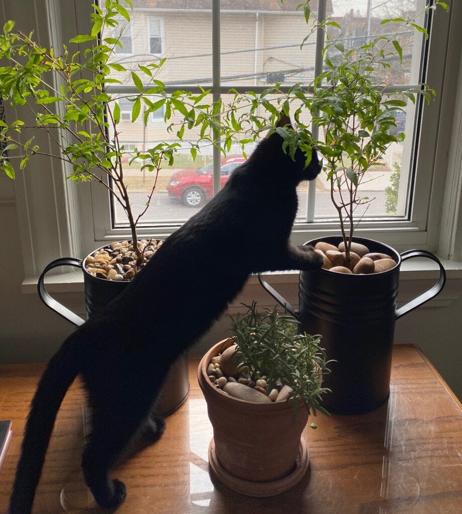 A black kitten puts her front paws on one of two dwarf pomegranate tree urns. In the background, a window and street view. In the foreground, a rosemary plant.