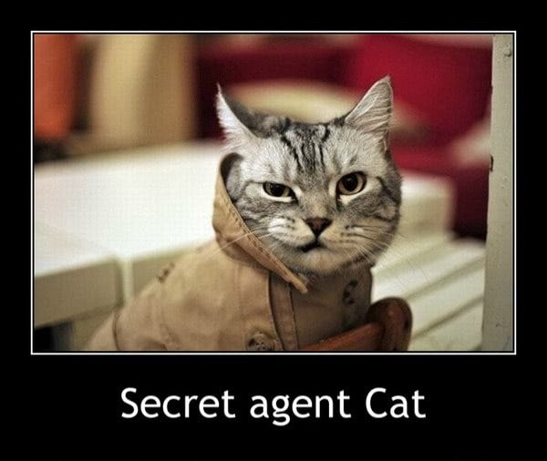 Secret agent Cat - Secret agent Cat - )