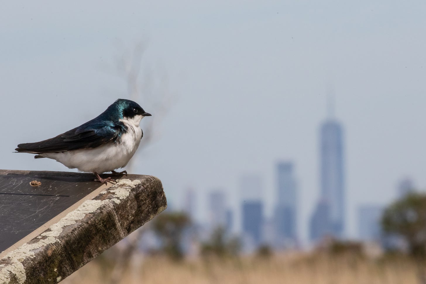 a tree swallow - long, metallic blue-green bird with a white throat and undersides, perched on an interpretive side in the bottom left of the image, facing right. the new york city skyline, including the freedom tower, is blurry in the background.