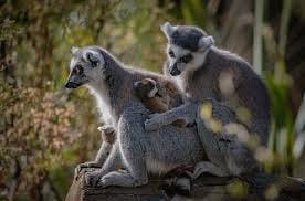 Image result for twin baby lemurs born in uk zoo