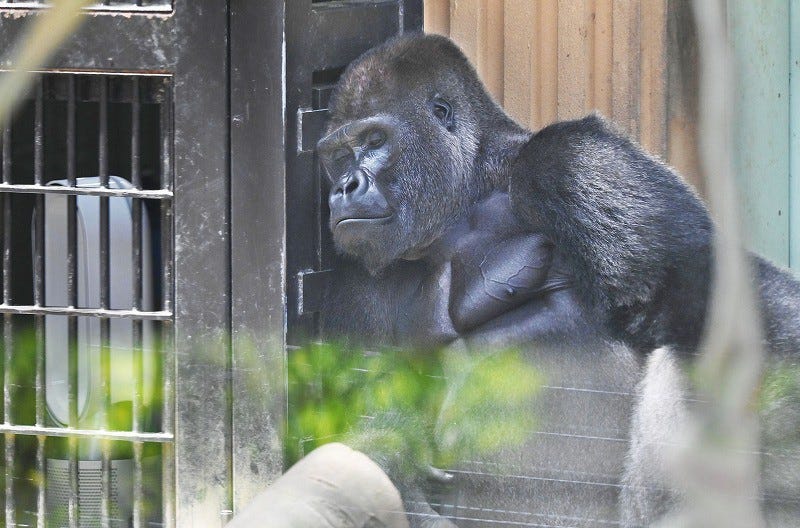 ゴリラ一家、扇風機で涼む 緊急事態宣言で休園中の京都市動物園 [写真特集5/5] | 毎日新聞