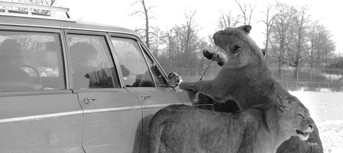 Vintage Lion Safari