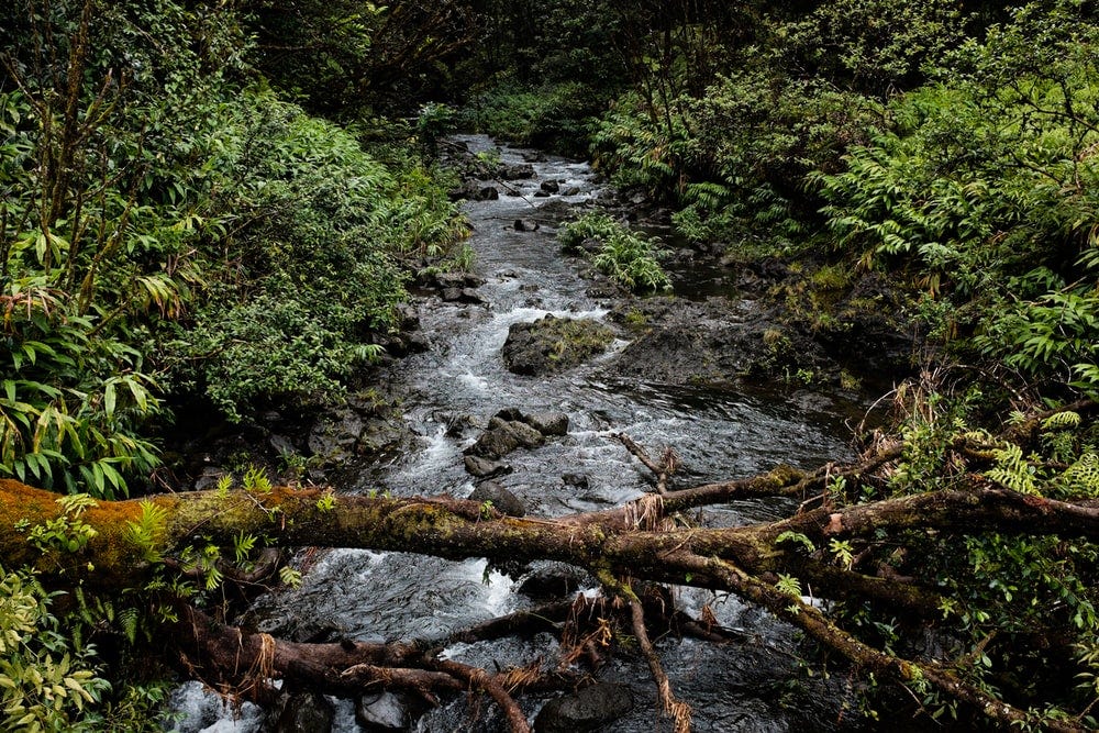 timelapse photography of river surrounded with trees