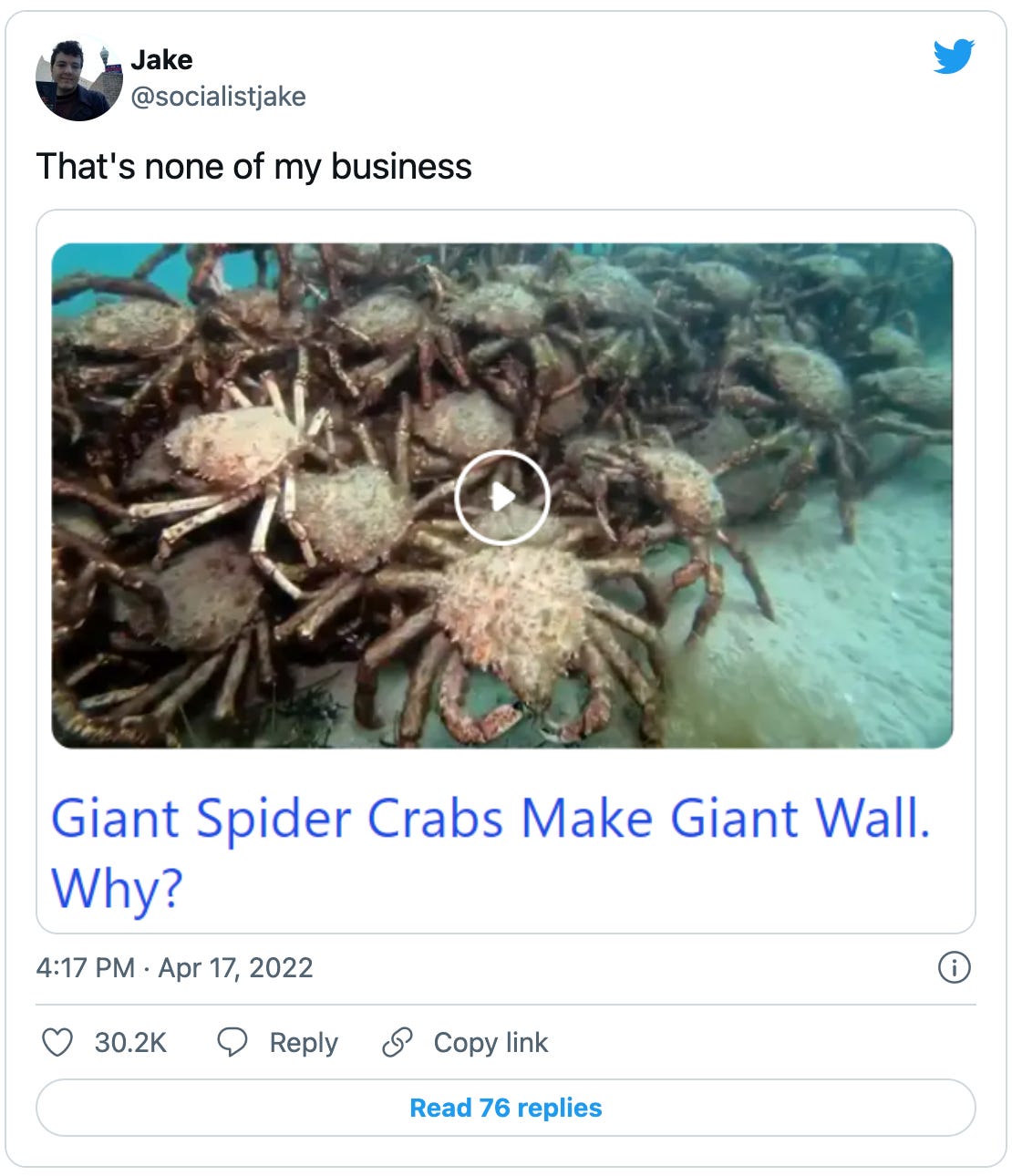 Tweet by @socialistjake that says “That’s none of my business” above a screenshot of a picture of lots of crabs underwater with the headline “Giant Spider Crabs Make a Giant Wall. Why?”