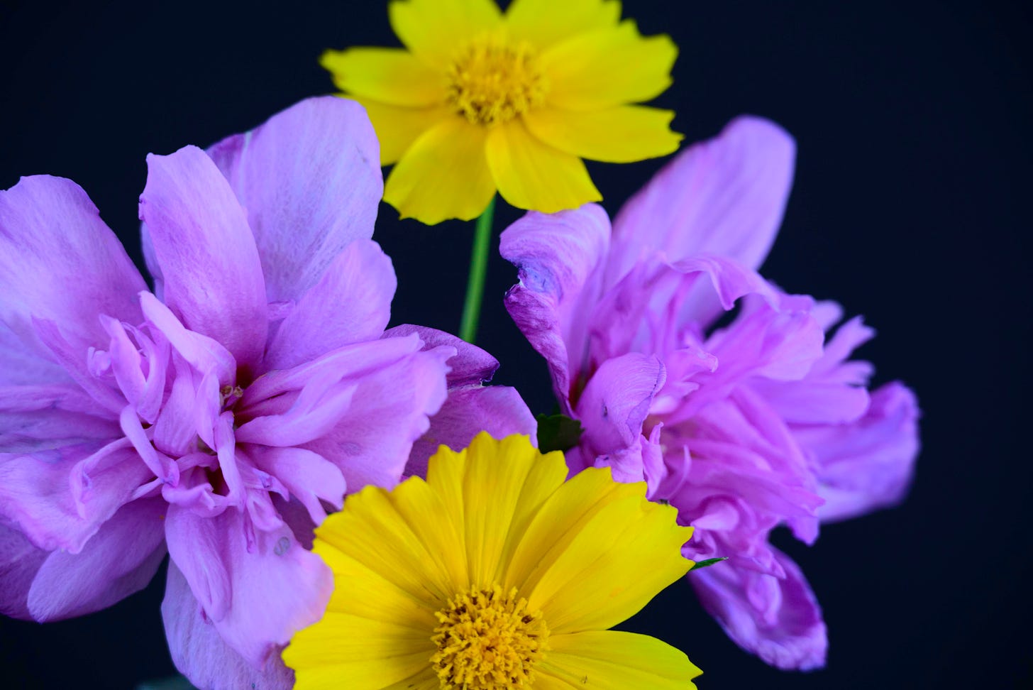 A small bouquet with yellow Coreopsis and purple Althea against a black background.