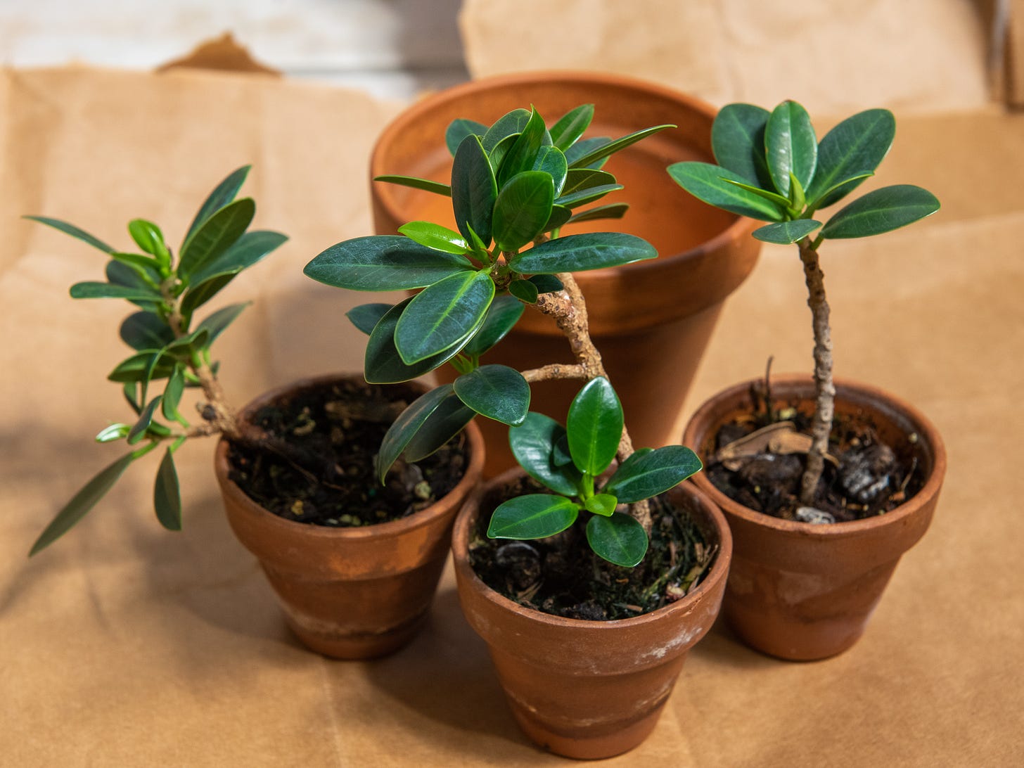 ID: Three small 2-inch pots containing one ficus cutting each on brown paper