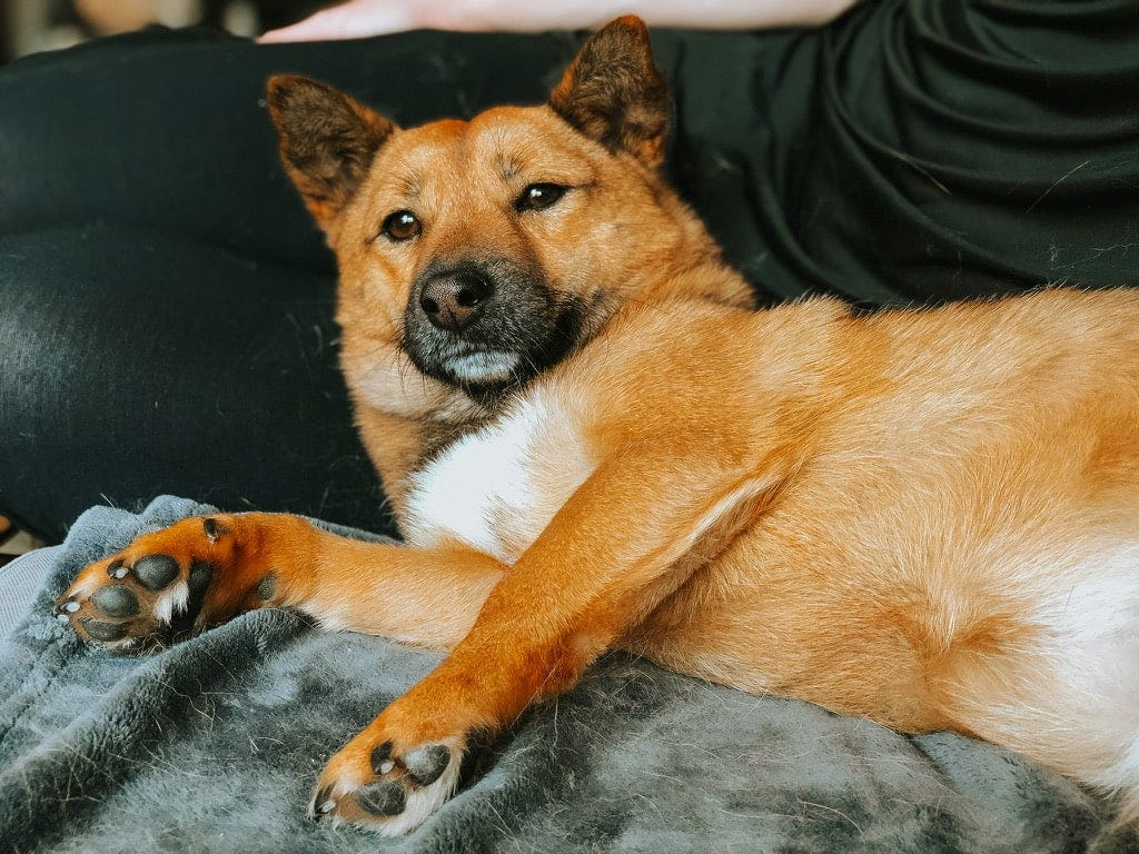 A very cute dog lounging against a human