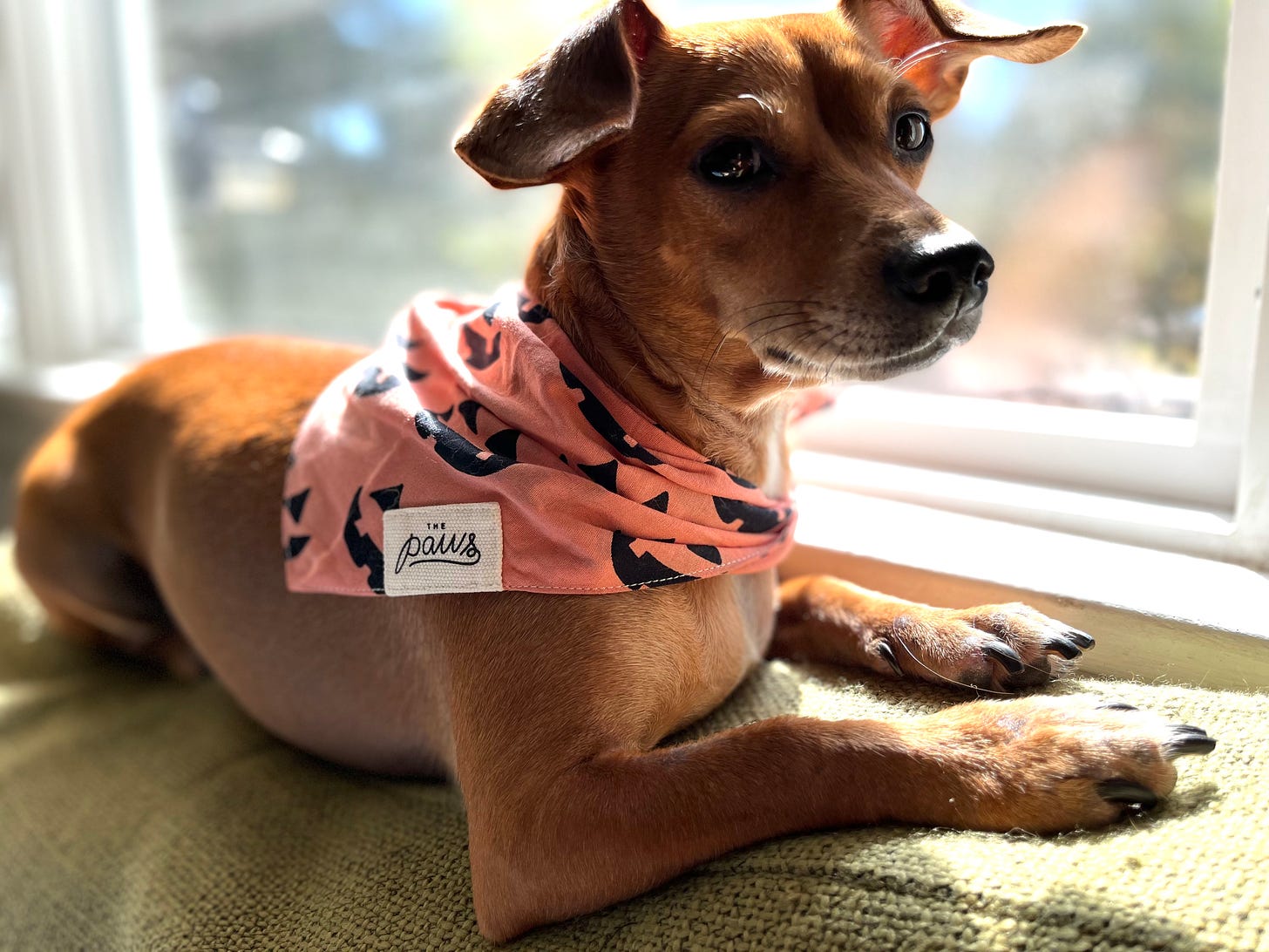Photograph of a small brown dog in a Halloween bandana in front of a brightly-lit window
