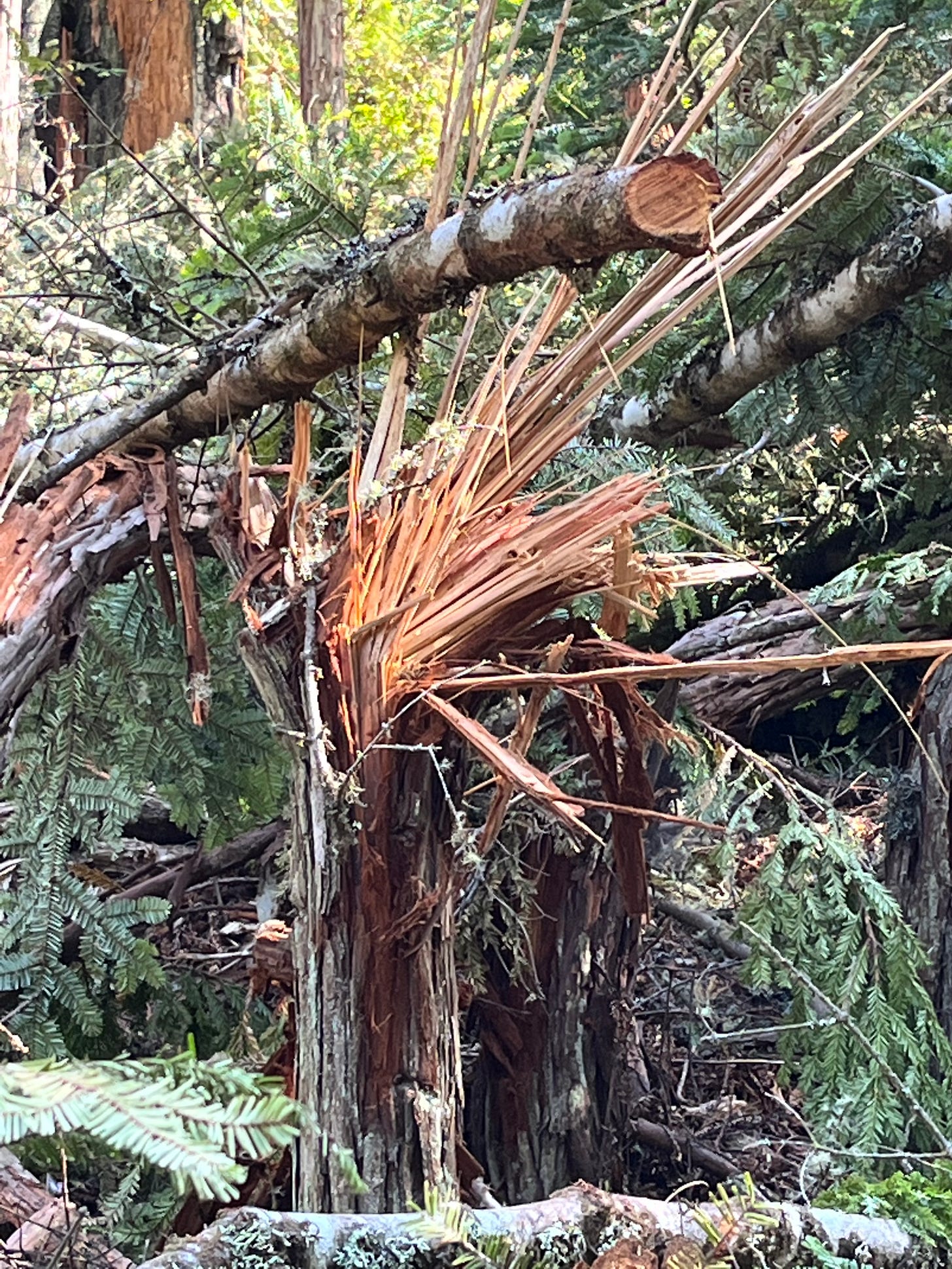 Small redwood damaged by logging