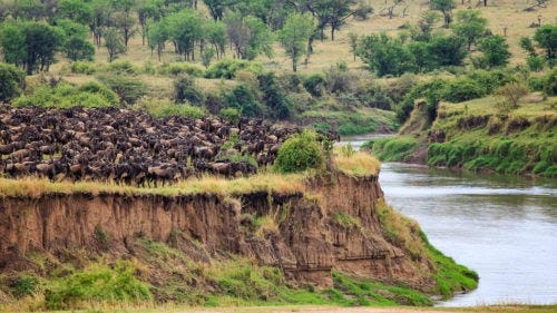 Wildebeest migrating across the Mara River, Tanzania, Africa.