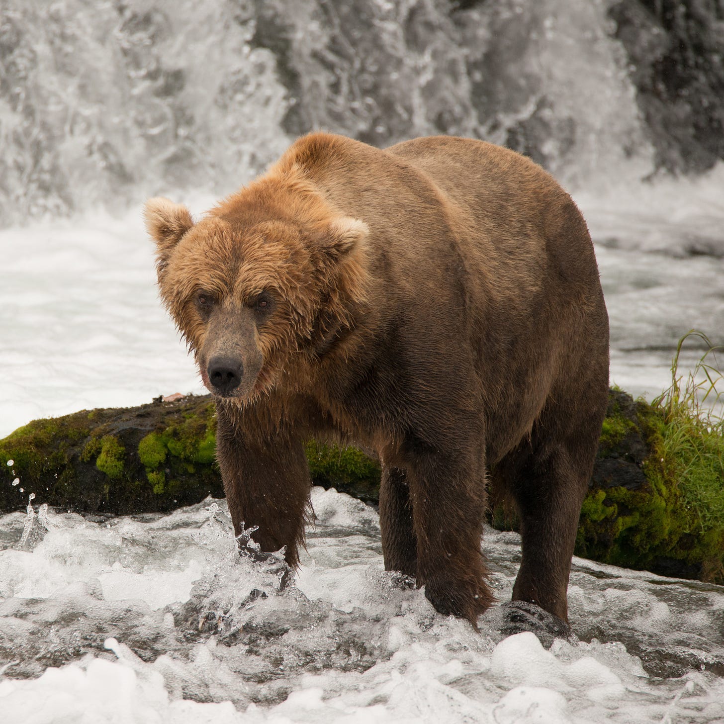 Brown bear beside mossy rock below waterfall