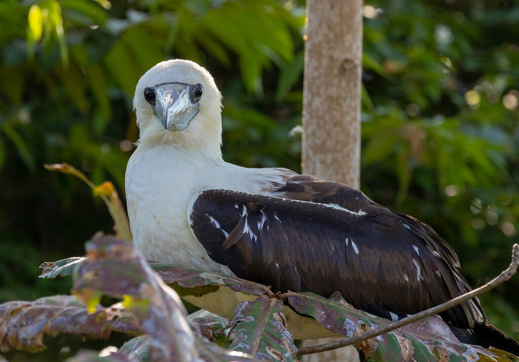 Abbott's booby | Abbott's booby (Papasula abbotti) is a larg… | Flickr