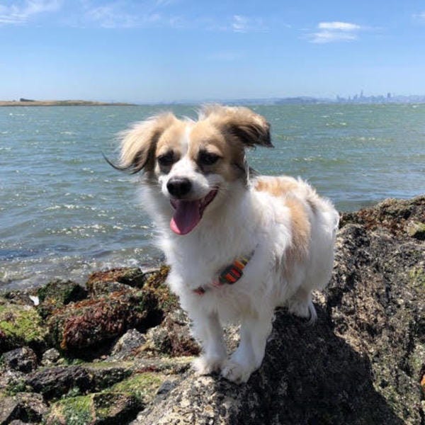 Ollie, who belongs to VIP Kim, loves the breeze on the Bay and the view of the City. Wish additional fame for your pet? hltr.co/pets