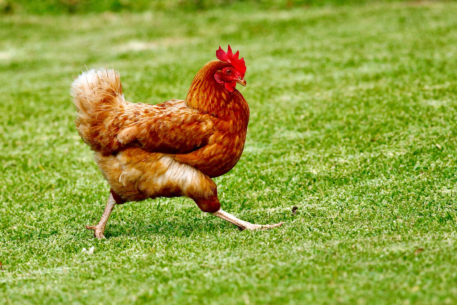 A chicken making a broad stride across grass
