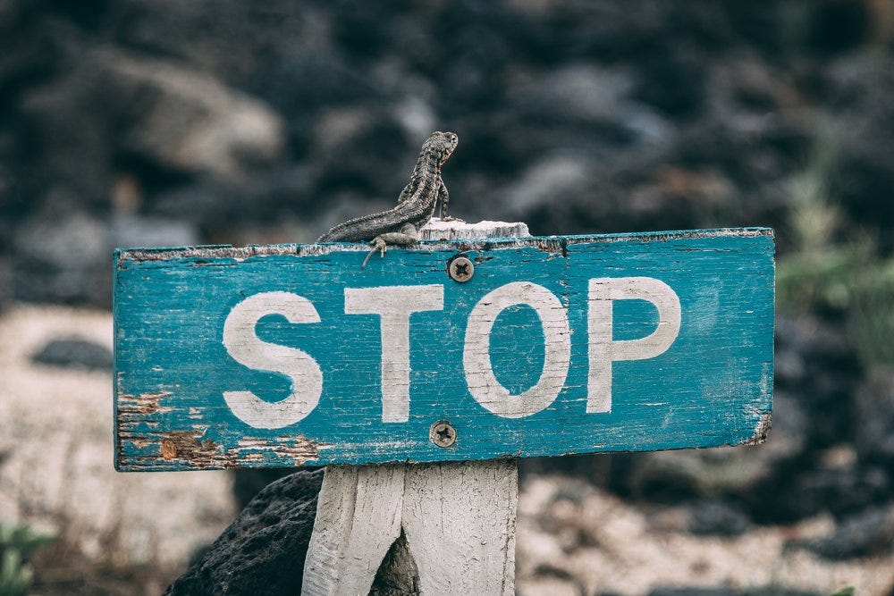 A blue and white rectangular stop sign made from rustic wood with a lizard sitting on top.