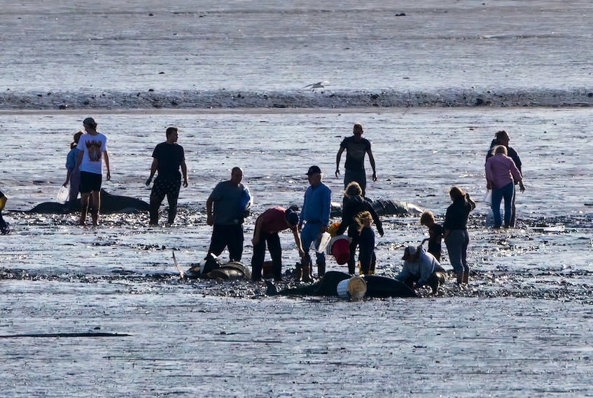 People of all ages rushed to the scene in Digby on the afternoon of Nov. 4 after it was discovered that 16 dolphins were stranded in the mudflats of an area known as The Joggins. MICHAEL RENAUD PHOTO