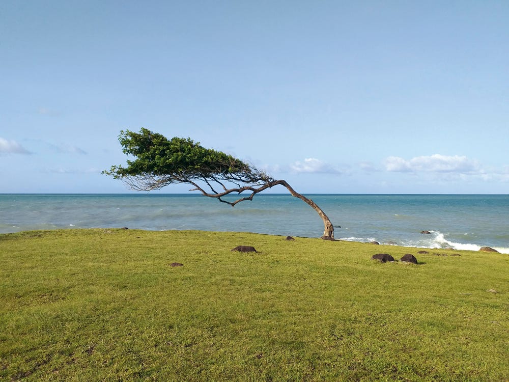 Leaning tree in front of the sea in Guadeloupe, a french overseas department in the Antilles. Pointe Allegre beach near Sainte Rose in the Caribbean 
