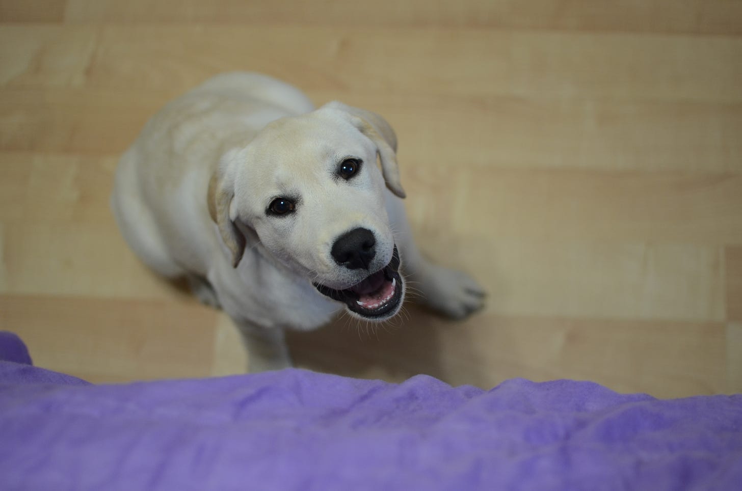 A yellow Labrador retriever sits on the hardwood floor smiling and looking up at a bed she wants to jump on.