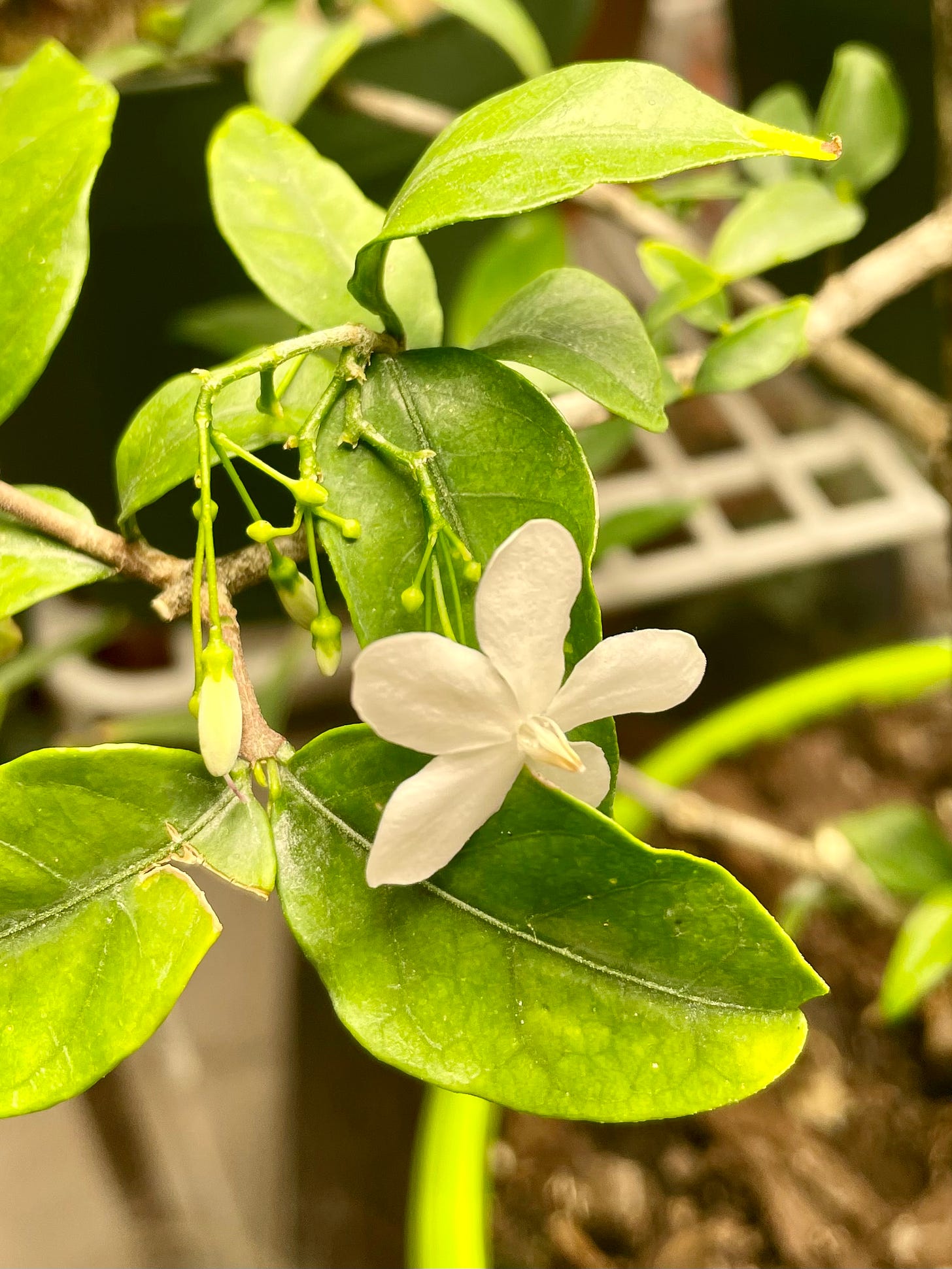 ID: Close up photo of white, five-petaled water jasmine flower growing from a pruned branch.