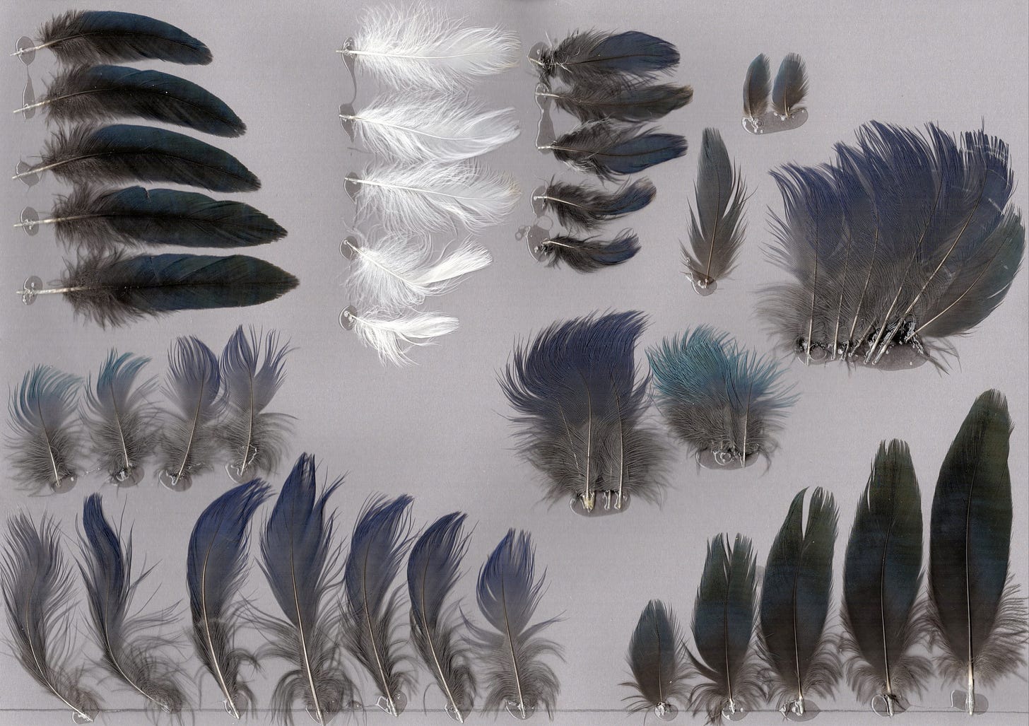 Layout of white, dark purple, grey, and green feathers
