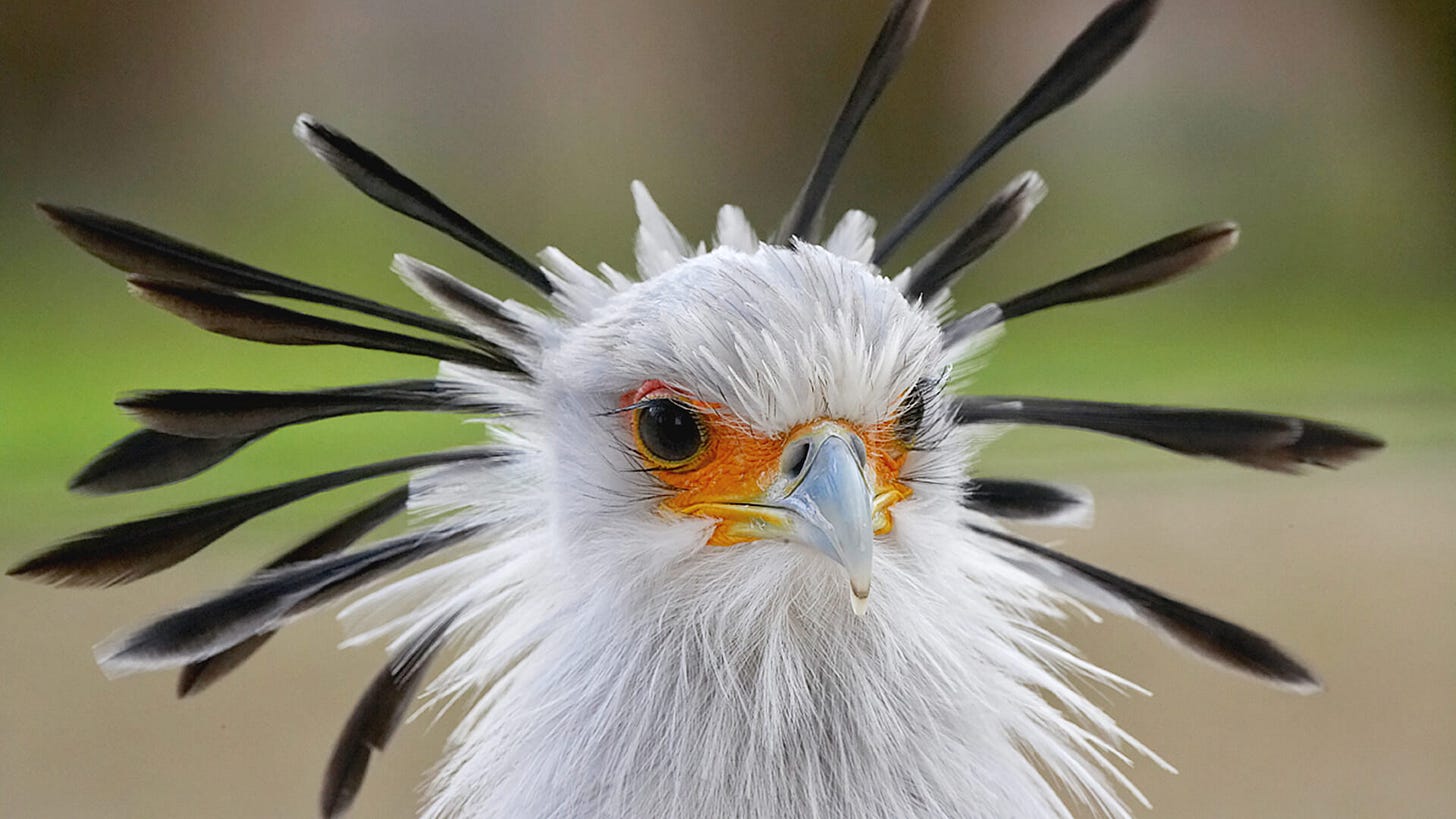 Secretary Bird | San Diego Zoo Animals & Plants