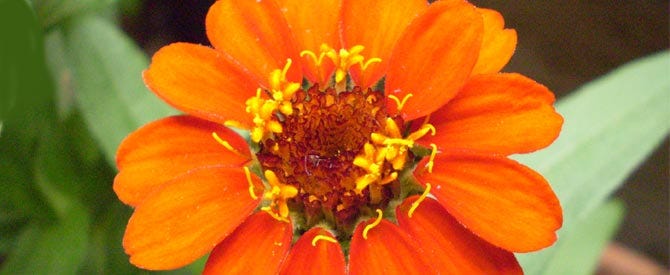 orange-flower-closeup