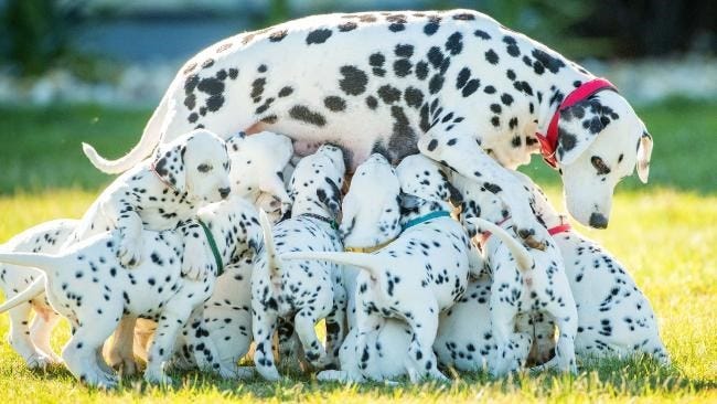 18 Dalmatian Puppies Delivered in a Single Litter in Australia - I ...