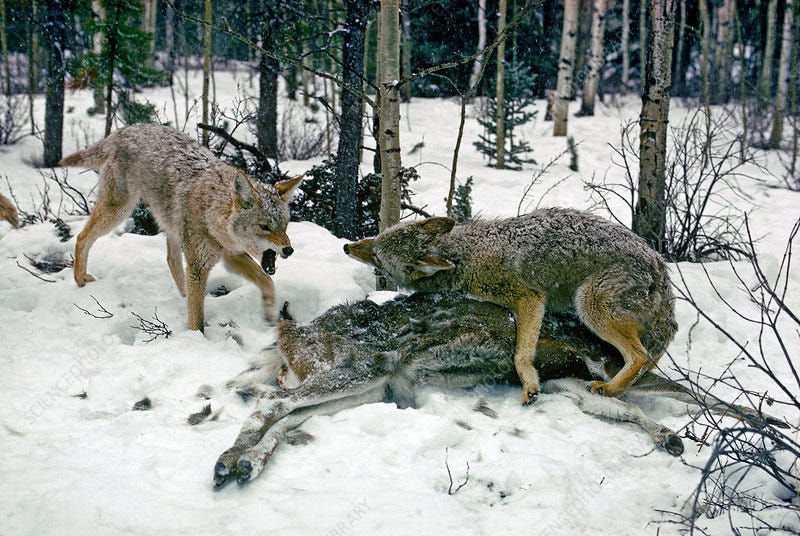 Coyotes Fighting over Mule Deer - Stock Image - C003/9557 - Science Photo  Library