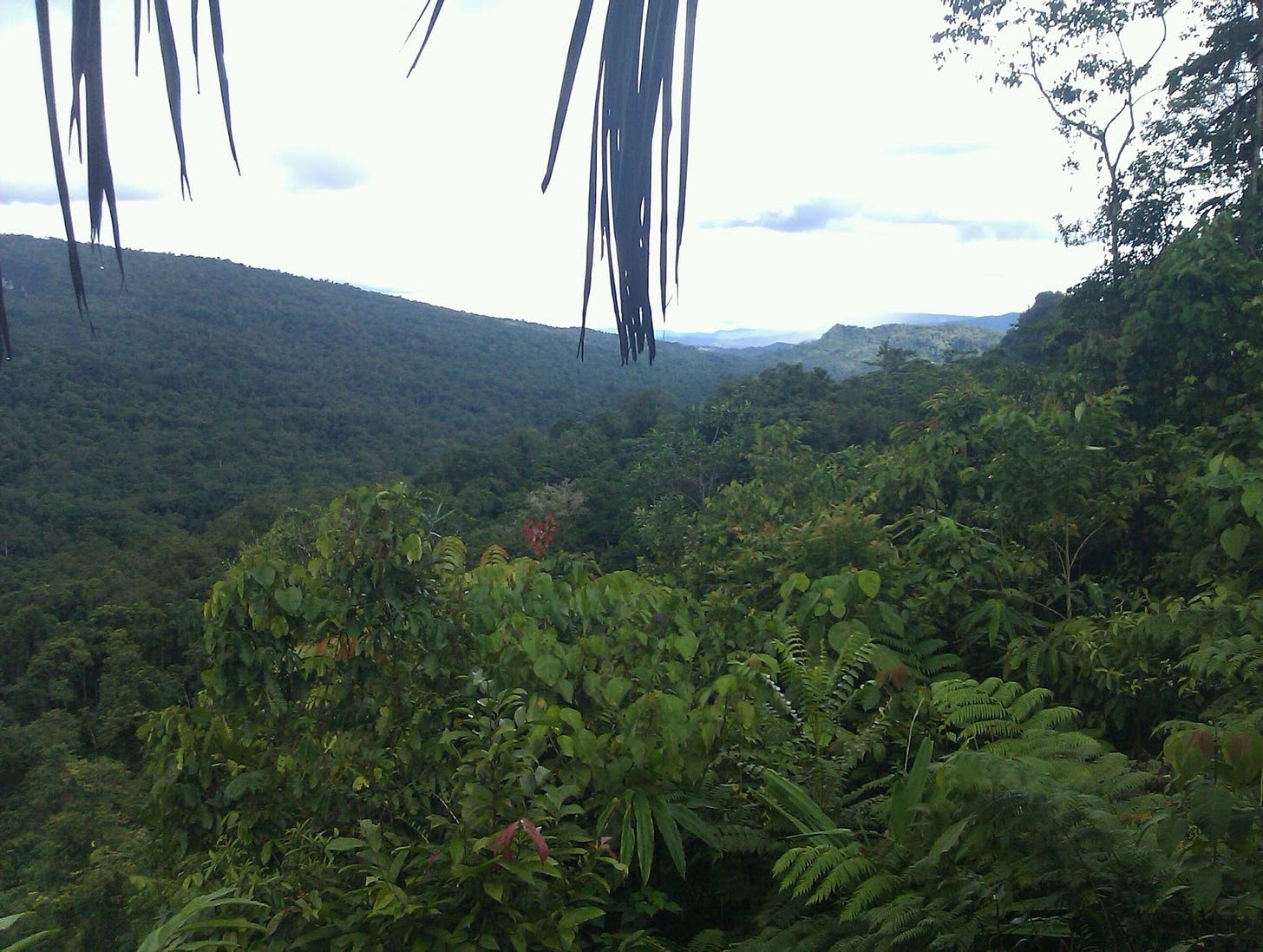 PNG jungle