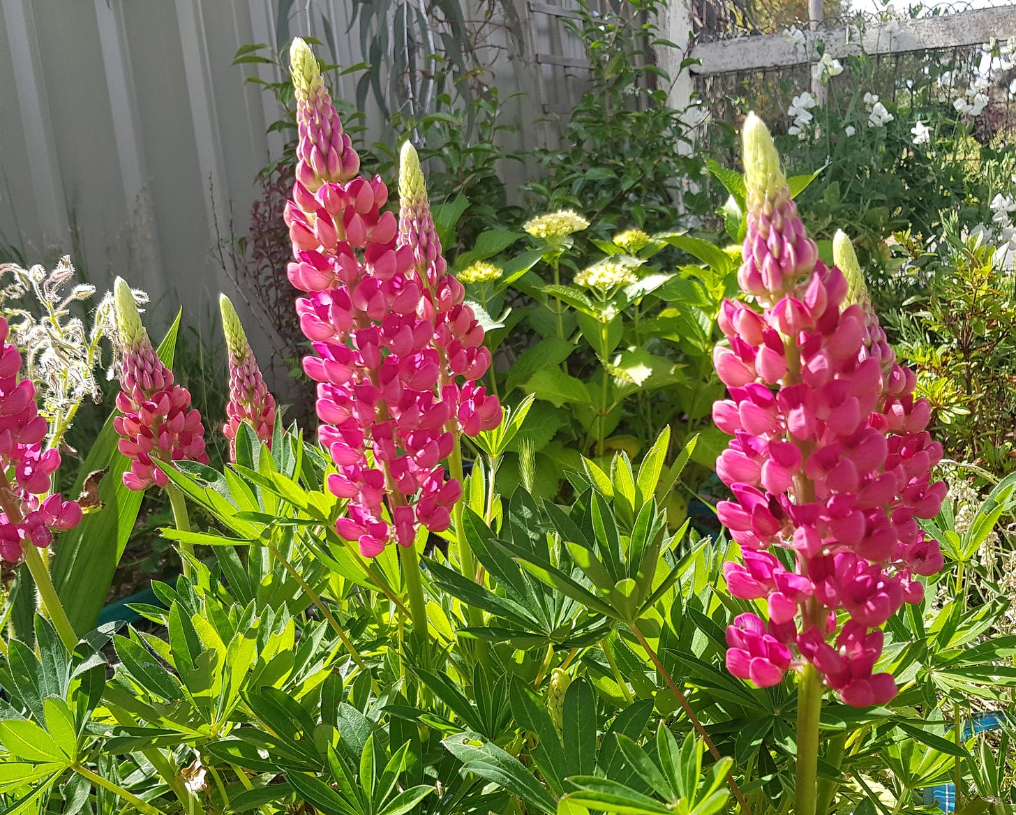 Photo of late spring garden in the sunshine, on the cusp of summer. Hot pink lupins in the foreground, budding hydrangea and white snow peas behind.