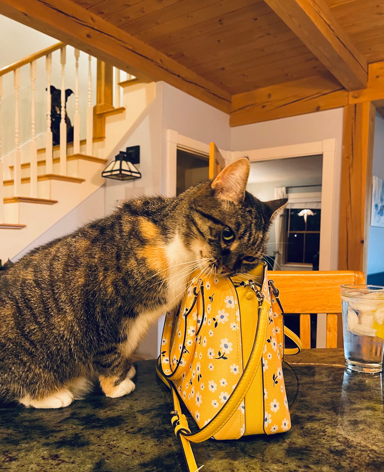 Cat loving on a yellow purse that's perched on a counter