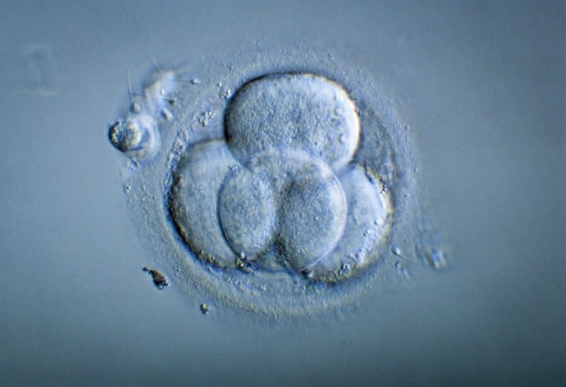 Micrografía de luz de un embrión humano de 4 células.
