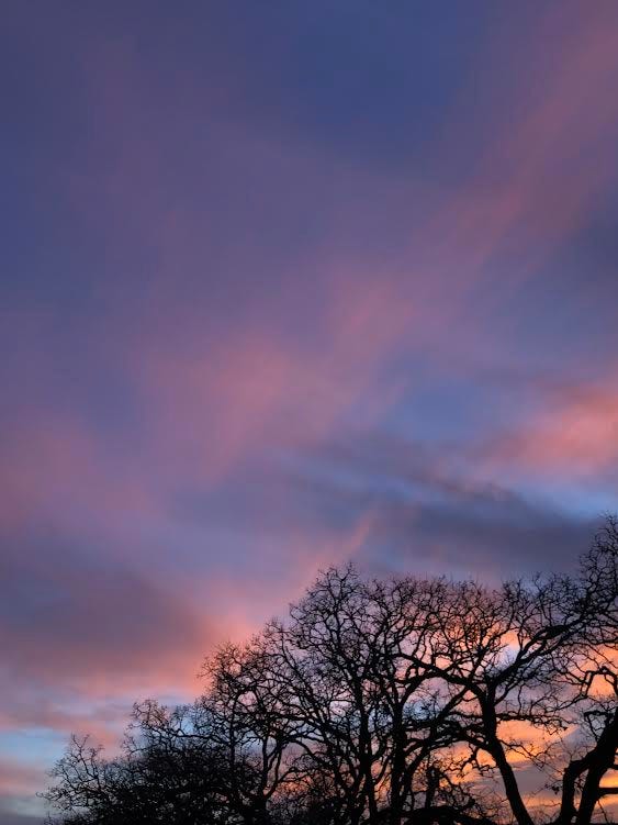 the sun is setting, leaving the sky blue, purple, pink, and orange, with bare treetops in the foreground.