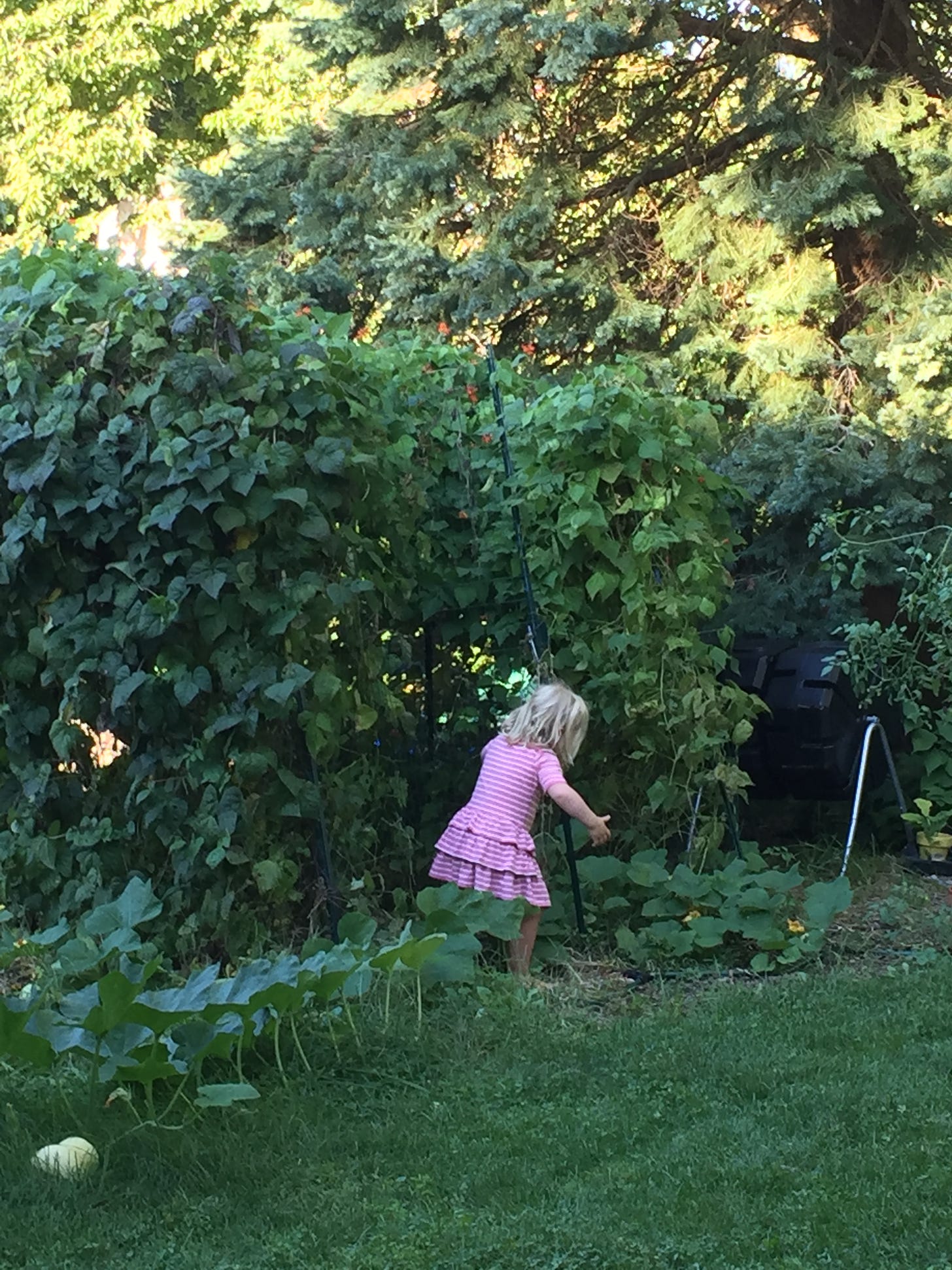 child near tall bean plants