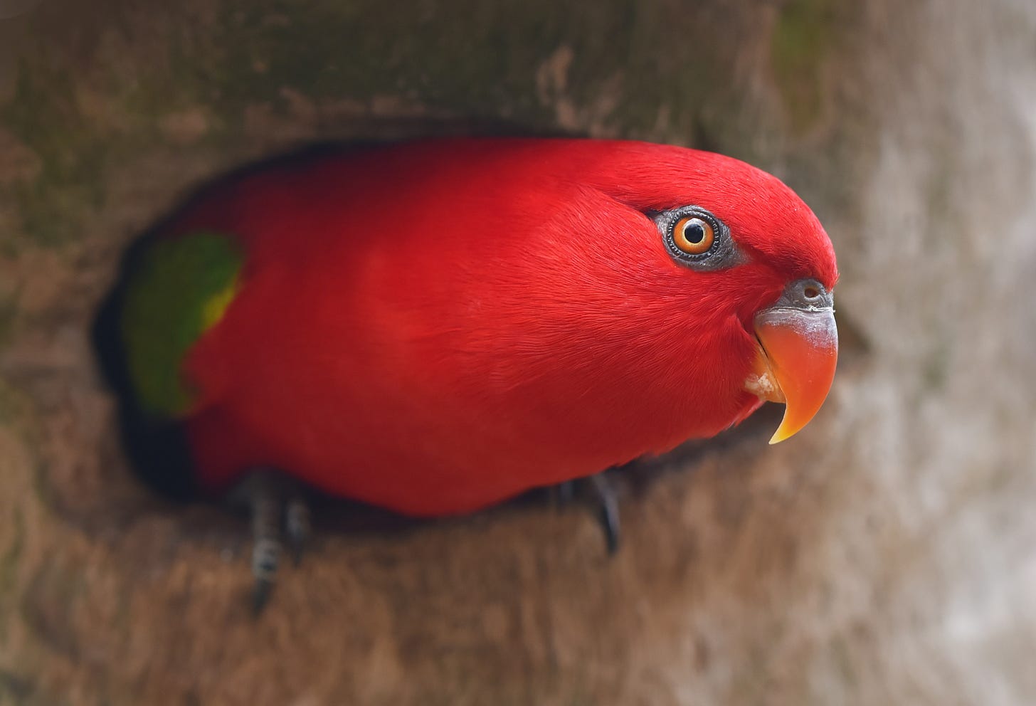 A bright red chattering lorikeet parrot peeking out of a nest hole in a tree