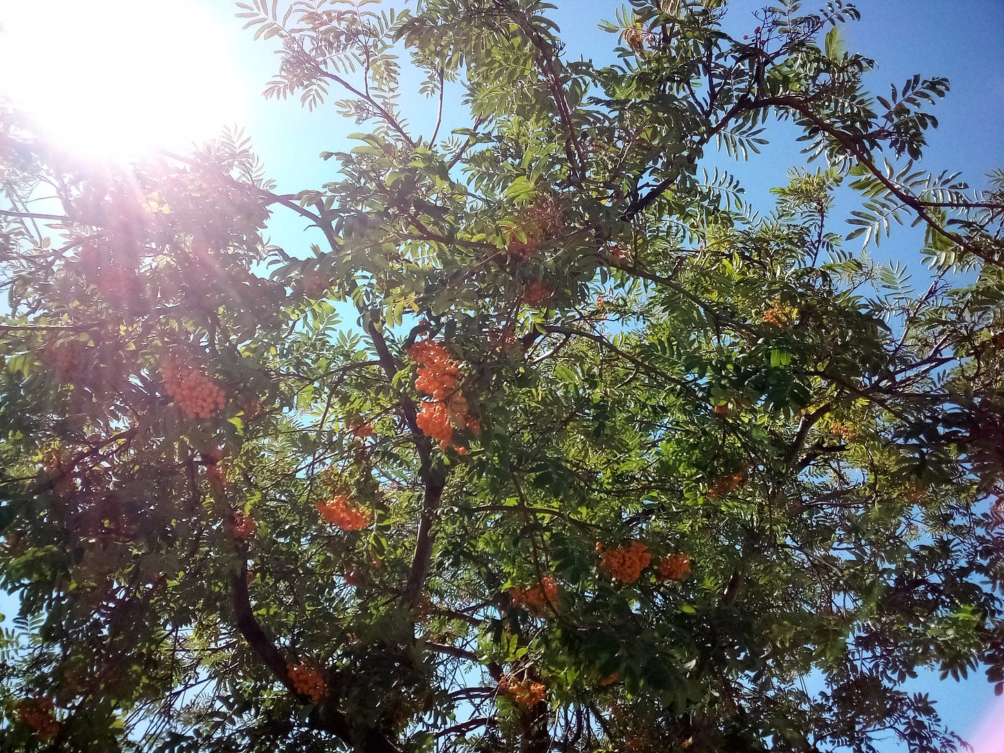 Sun through green tree branches